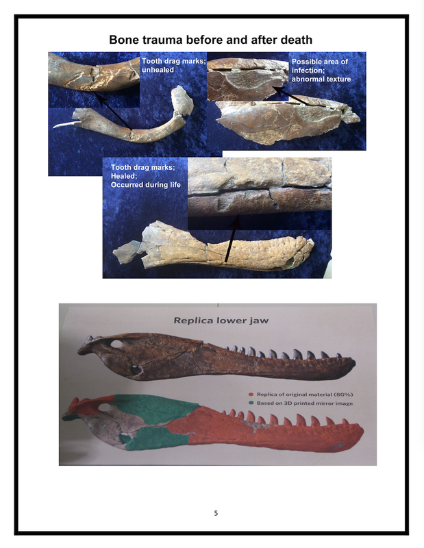 Baby T-Rex | Dinosaur Bones 7