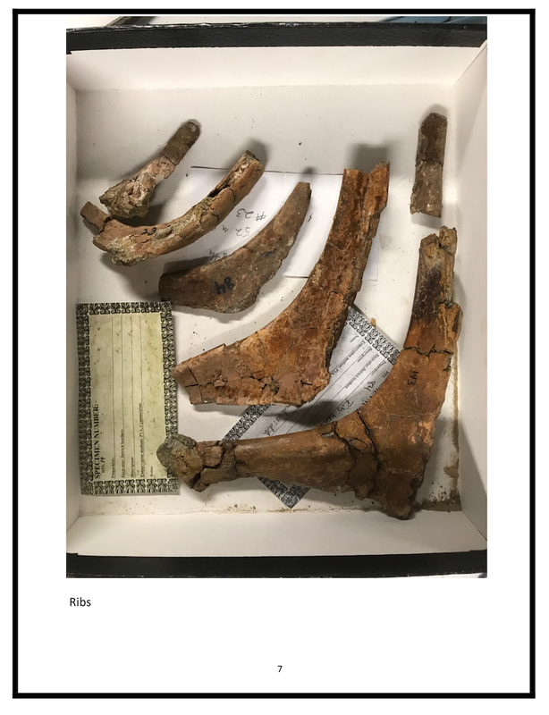 Baby T-Rex | Dinosaur Bones 8