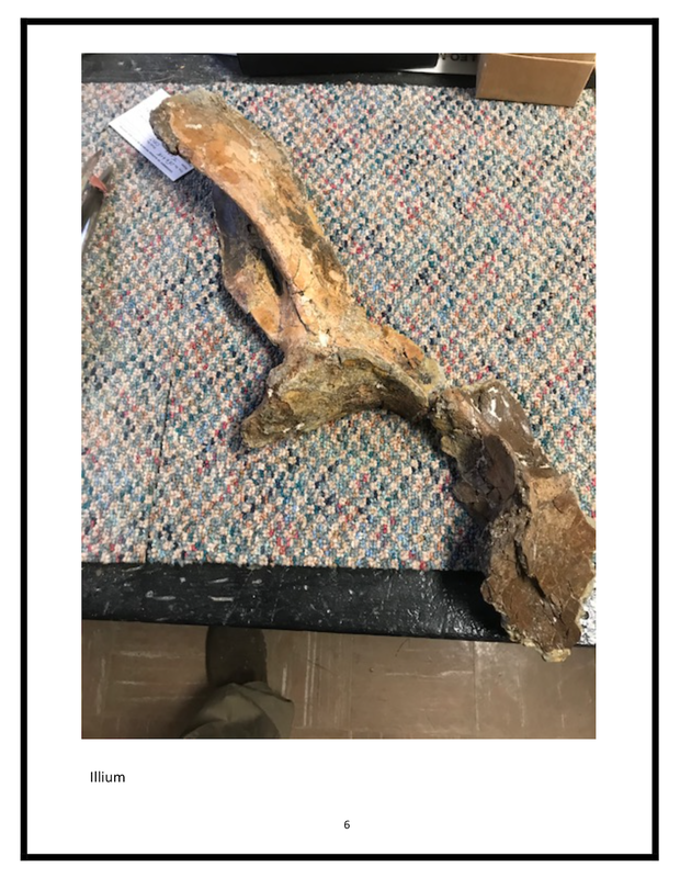 Baby T-Rex | Dinosaur Bones 9