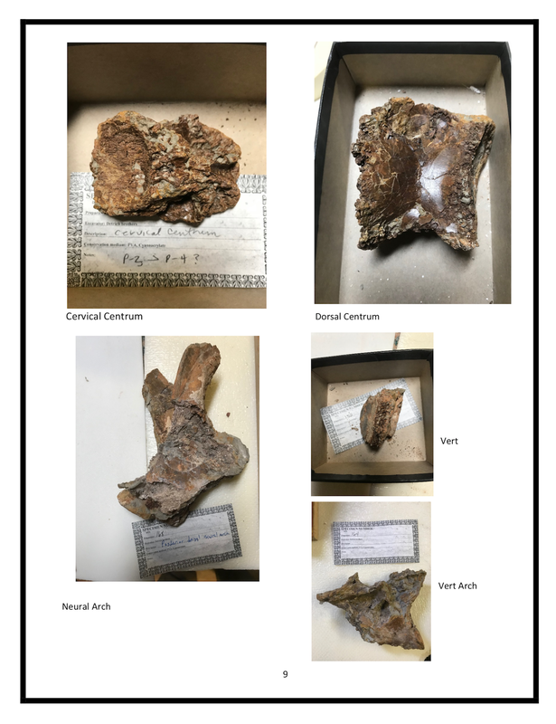 Baby T-Rex | Dinosaur Bones 10