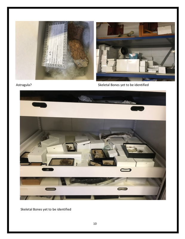 Baby T-Rex | Dinosaur Bones 11