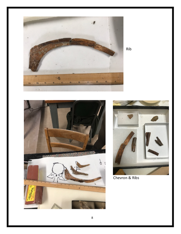 Baby T-Rex | Dinosaur Bones 12