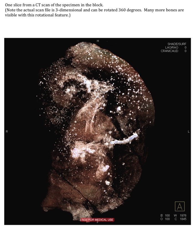 Pirate Gold Coins: Treasures of the Jurassic - Thescelosaurus 4