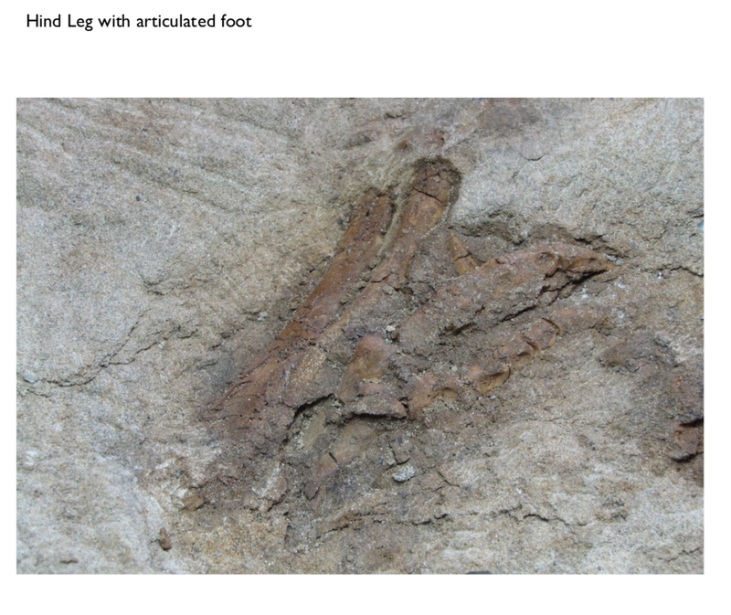 Pirate Gold Coins: Treasures of the Jurassic - Thescelosaurus 5