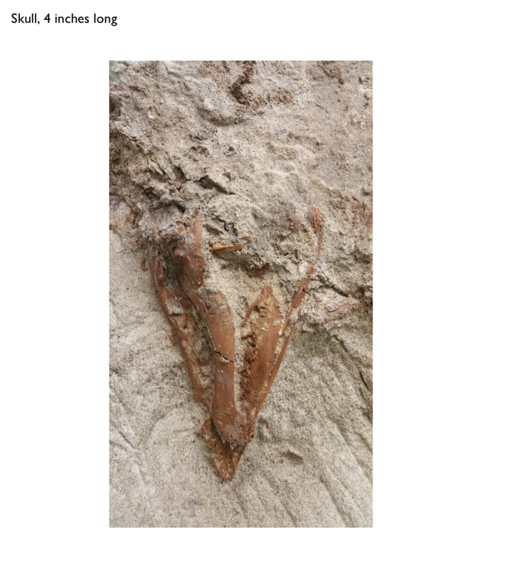 Pirate Gold Coins: Treasures of the Jurassic - Thescelosaurus 6