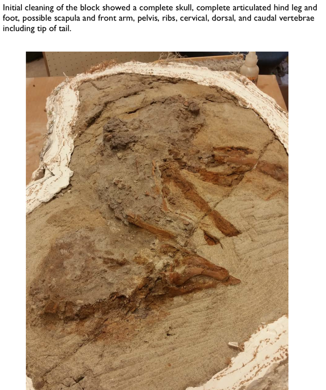 Pirate Gold Coins: Treasures of the Jurassic - Thescelosaurus 8