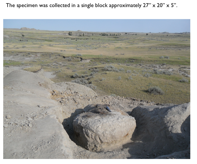 Pirate Gold Coins: Treasures of the Jurassic - Thescelosaurus 9