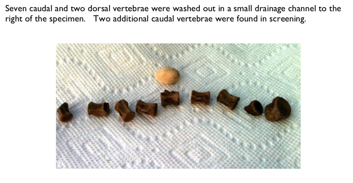 Pirate Gold Coins: Treasures of the Jurassic - Thescelosaurus 12