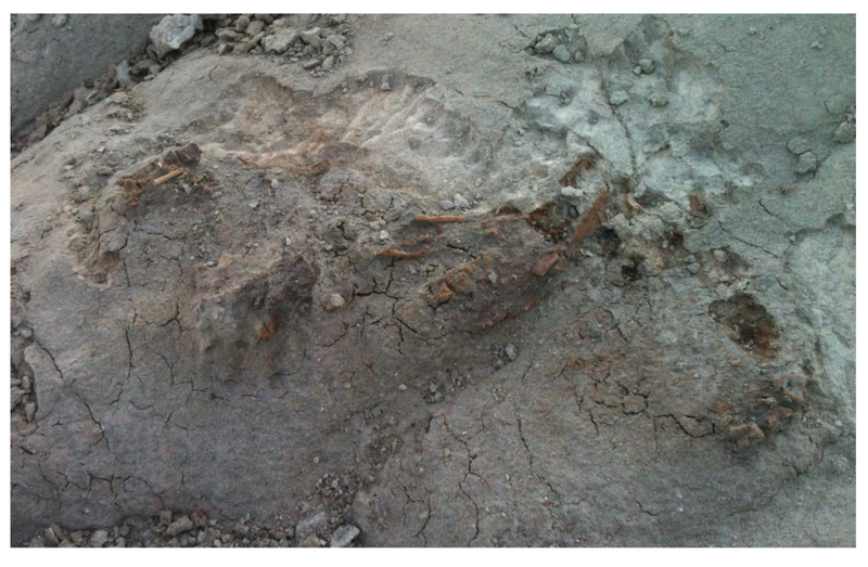 Pirate Gold Coins: Treasures of the Jurassic - Thescelosaurus 13