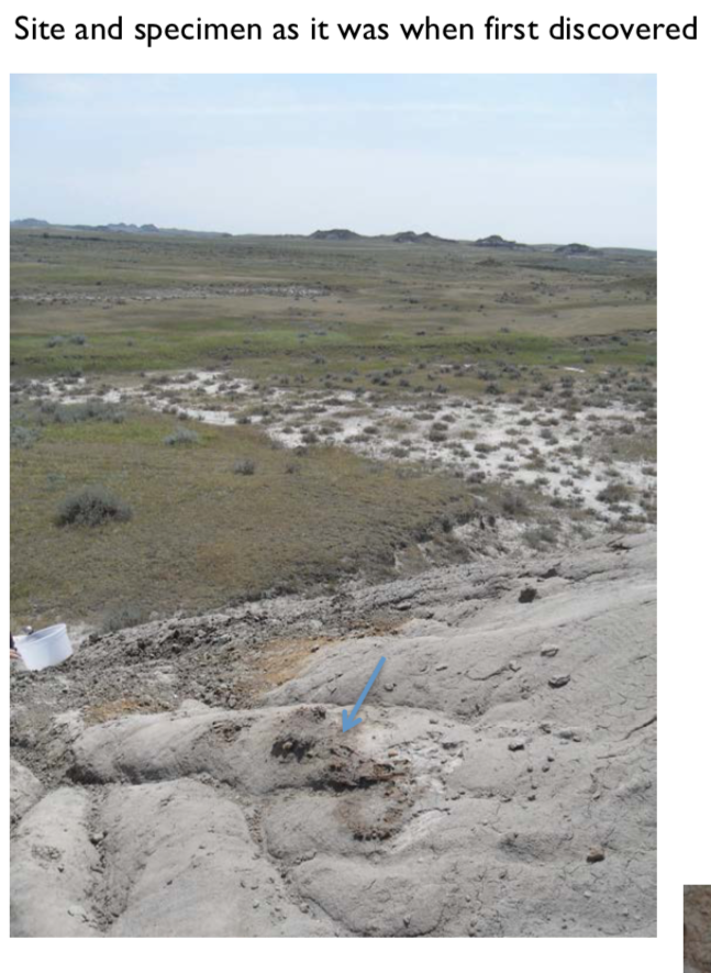 Pirate Gold Coins: Treasures of the Jurassic - Thescelosaurus 14