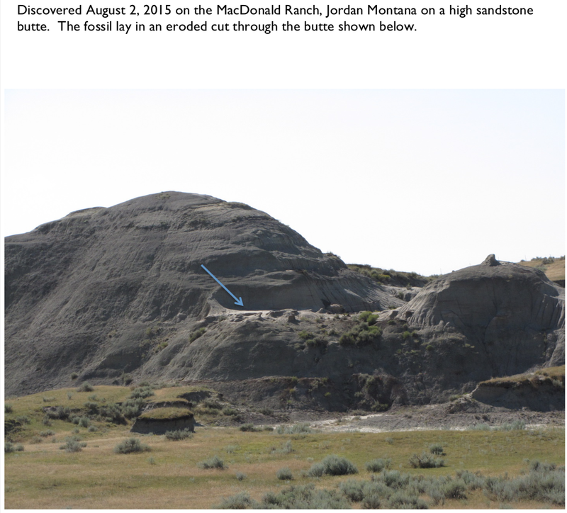 Pirate Gold Coins: Treasures of the Jurassic - Thescelosaurus 15