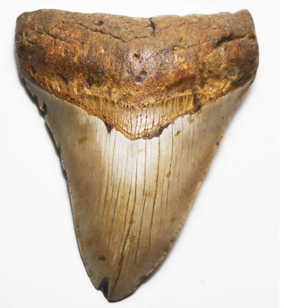 Crab Fossils | Dinosaur Bones 10