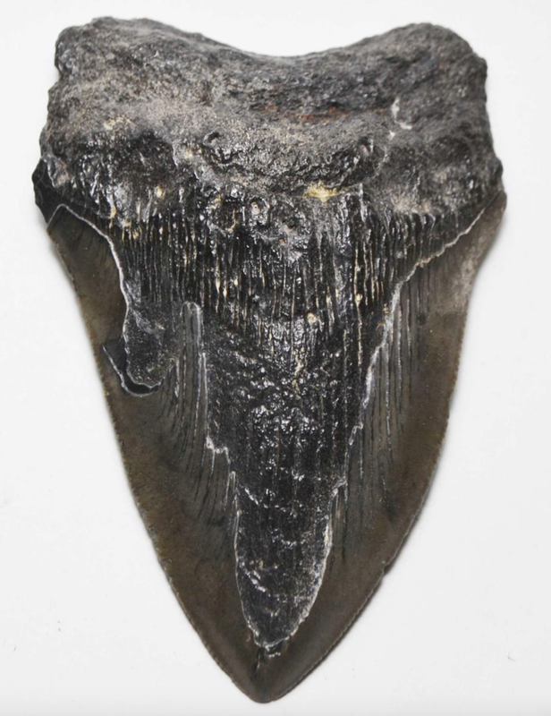 Crab Fossils | Dinosaur Bones 11