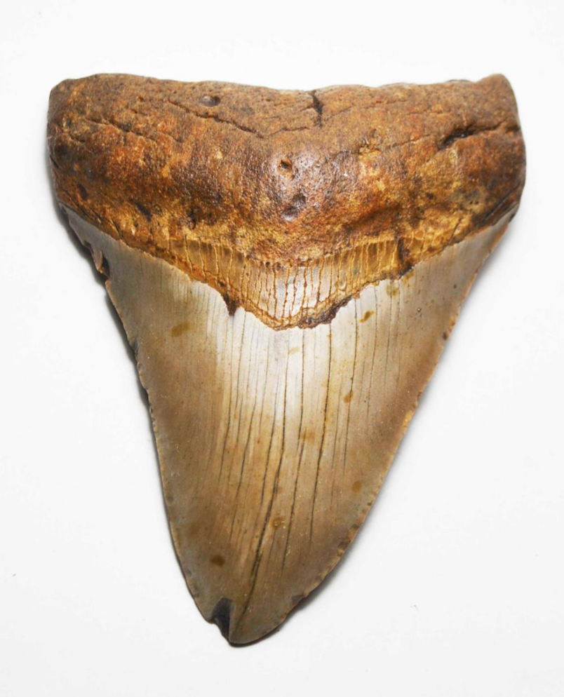 Crab Fossils | Dinosaur Bones 13