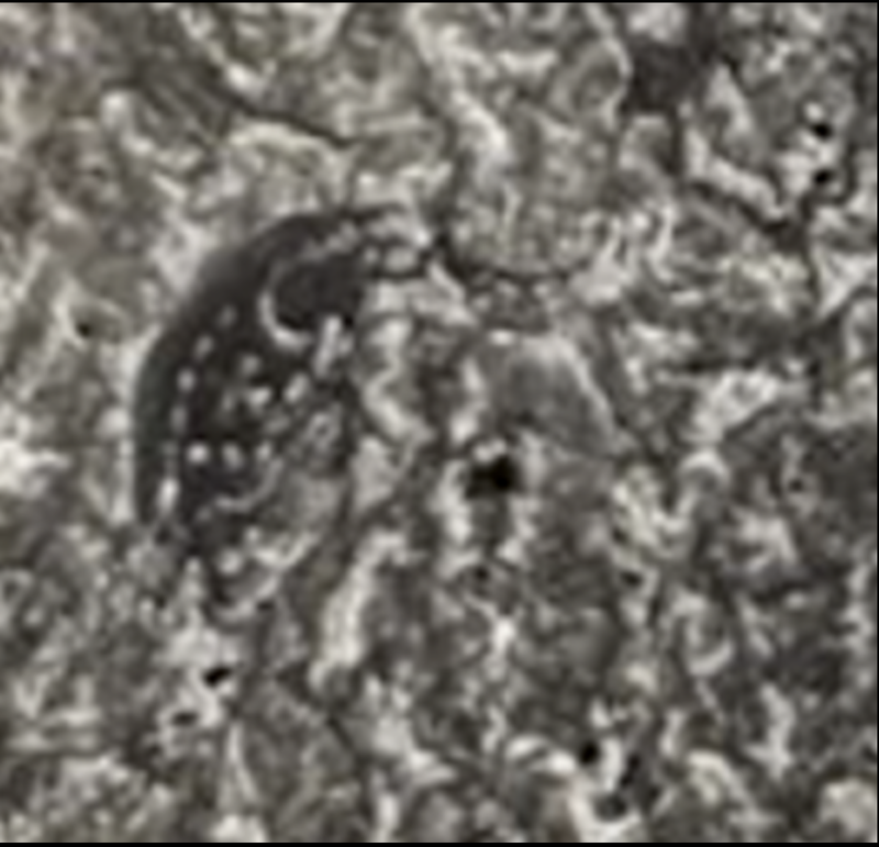 Tumbaga 1528 Shipwreck "Hernan Cortes - Aztec Treasure" 8 lb Silver Bar 9