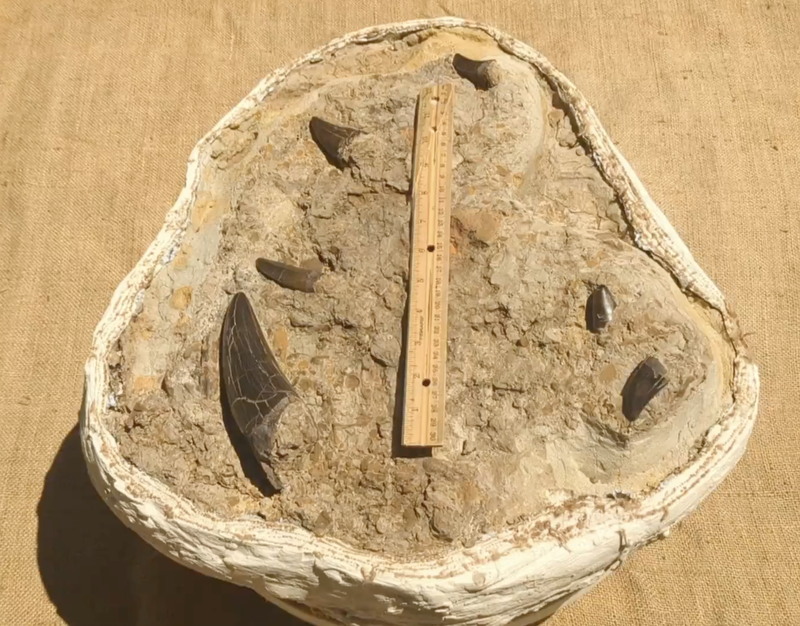 Largest Find Ever! "King's Platter" 6 T-Rex Teeth