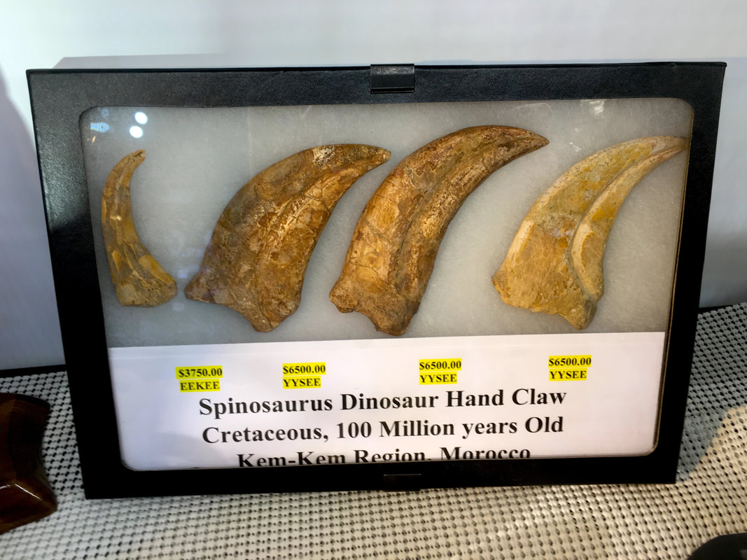 Spinosaurus Hand Claw (4) Dinosaur Fossil