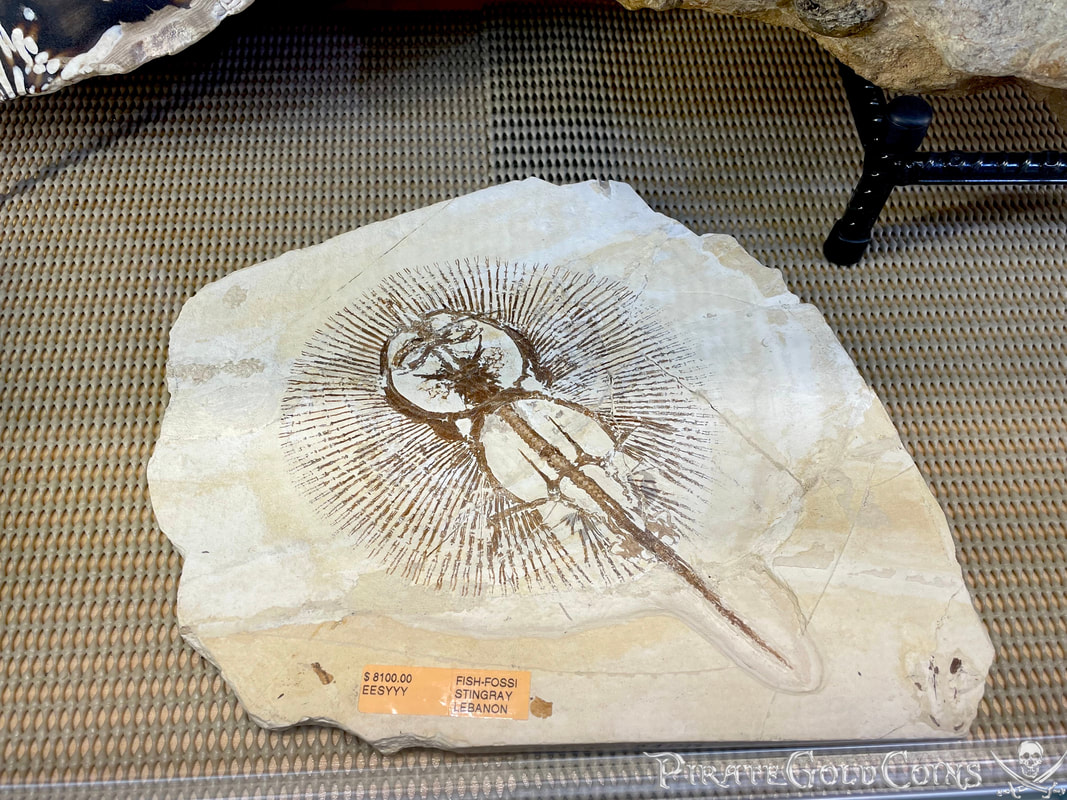 Stingray Fossil | Dinosaur Bones