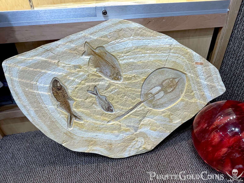 Stingray & Fish Fossil | Dinosaur Bones 2