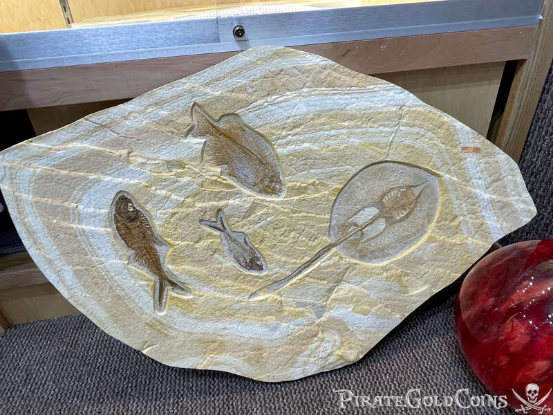 Stingray & Fish Fossil | Dinosaur Bones