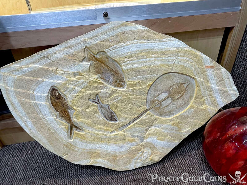 Stingray & Fish Fossil | Dinosaur Bones 3