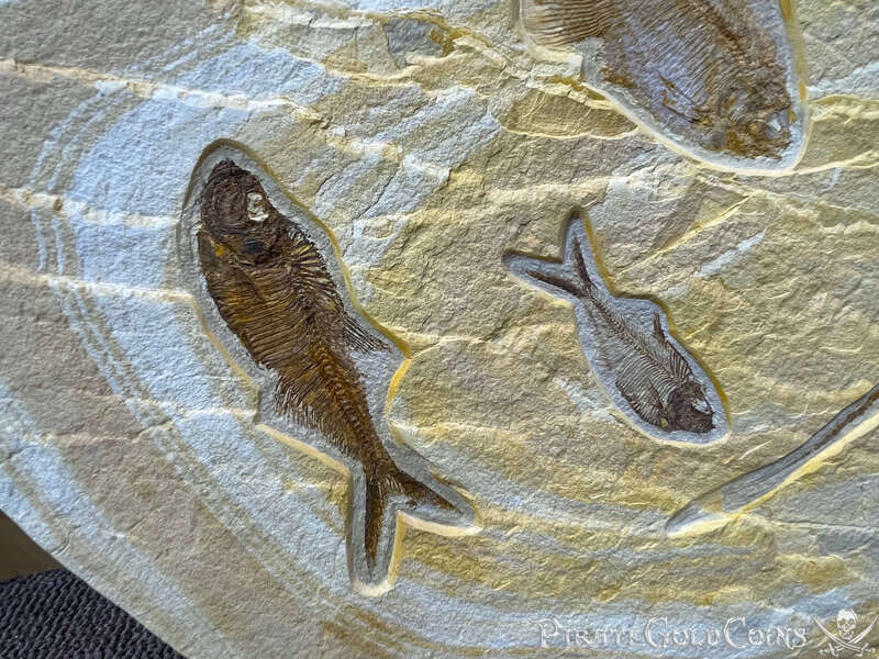 Stingray & Fish Fossil | Dinosaur Bones 4