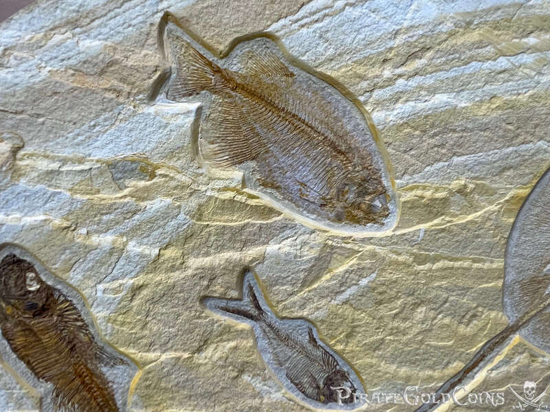 Stingray & Fish Fossil | Dinosaur Bones 5