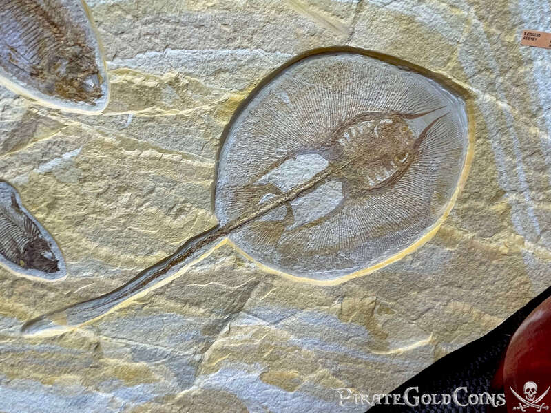 Stingray & Fish Fossil | Dinosaur Bones 6