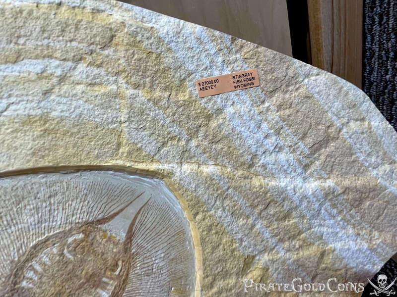 Stingray & Fish Fossil | Dinosaur Bones 7