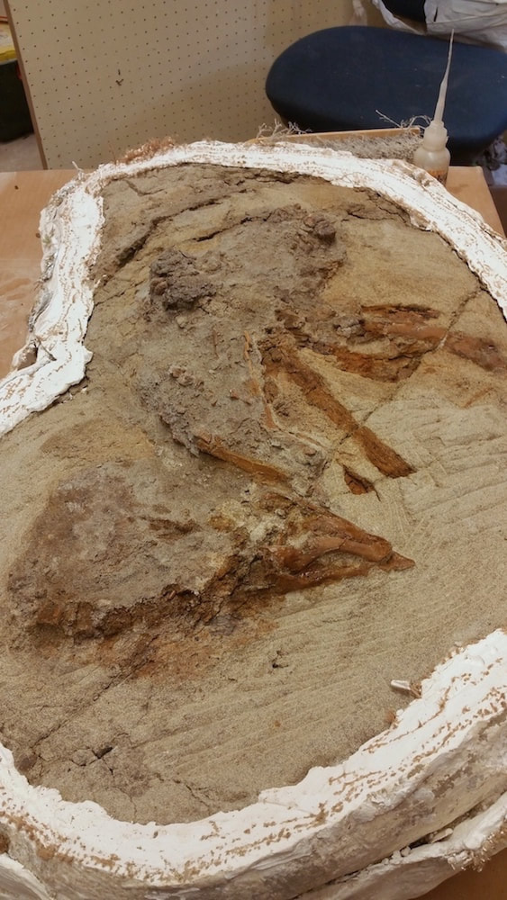 Pirate Gold Coins: Treasures of the Jurassic - Thescelosaurus 7