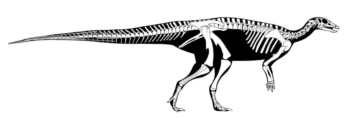 Pirate Gold Coins: Treasures of the Jurassic - Thescelosaurus 18