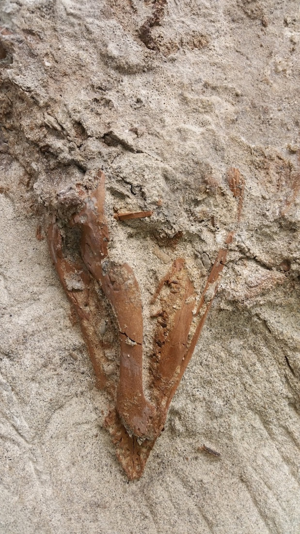 Pirate Gold Coins: Treasures of the Jurassic - Thescelosaurus 2